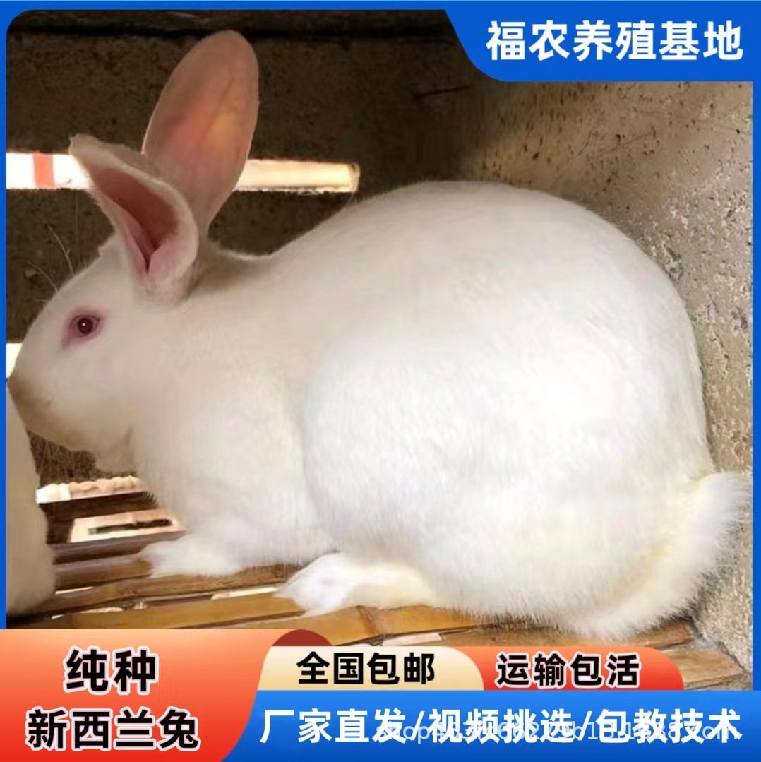 大型新西兰肉兔种兔繁育基地