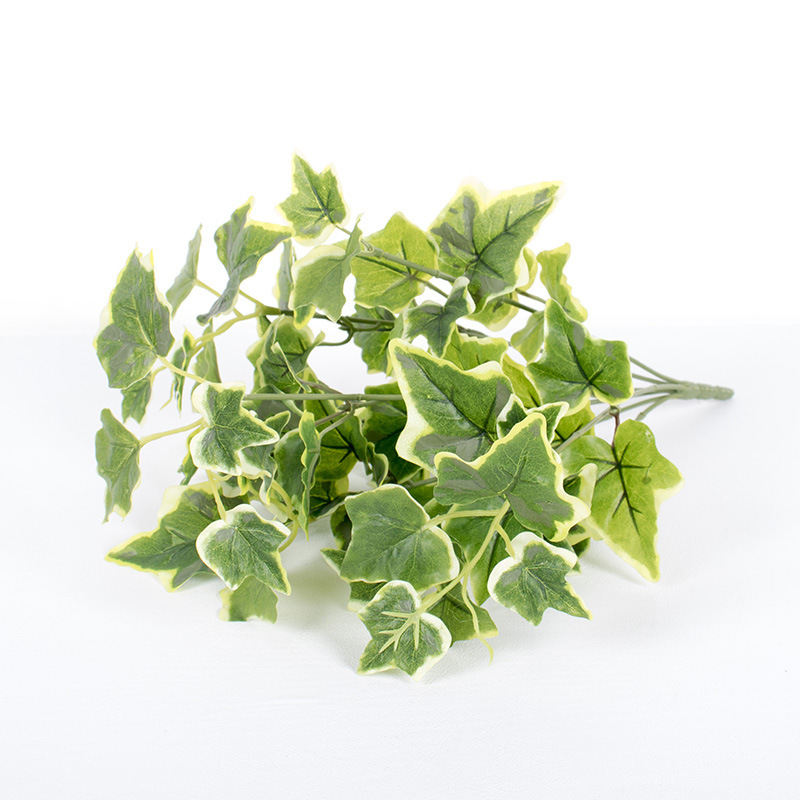 7 hojas de batata blanca