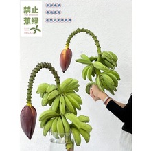 拒绝蕉绿水培香蕉花鲜切插花芭蕉花禁止蕉绿整串芭蕉带杆水培菠萝