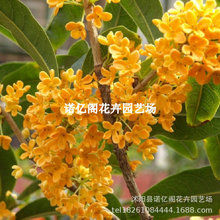 �𻨘��������҃��ļ��_��ֲ������ͼ޽ӽ�𵤹�����Nֲ����