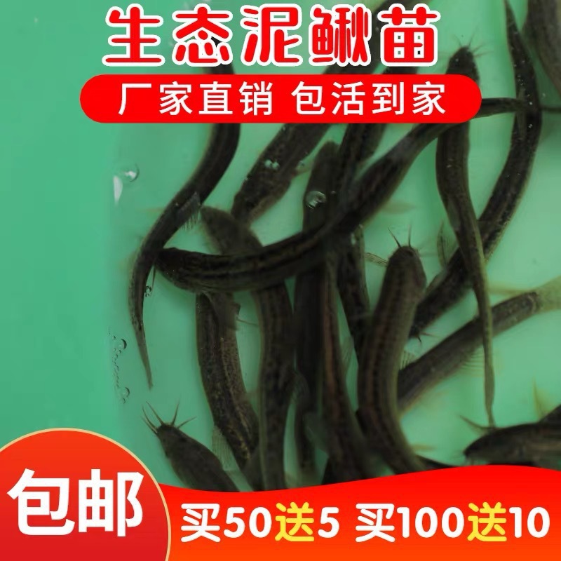 泥鳅苗鲜活喂养宠物钓鱼龙鱼活饵乌龟饲料泥鳅养殖淡水观赏鱼垂钓