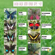 ☼真蝴蝶标本原蝶批发盲盒未展翅小昆虫练手教学diy手工材料闪蝶