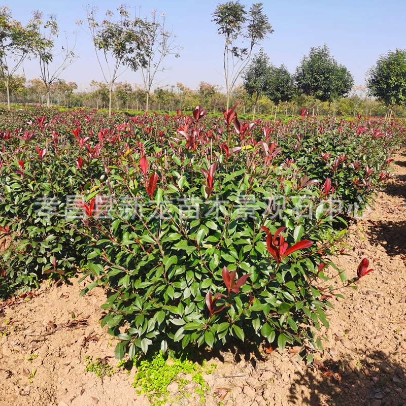 Оптовая Зеленые саженцы диаметр Земли 3-4-5-6-7-8см красный лист Хизер изгороди высокий полюс красный лист Хизер дерево