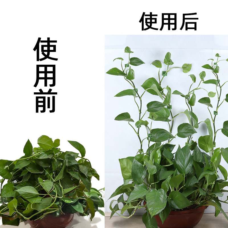 緑のロロの固定器のつるは壁の神器に登ります。|undefined