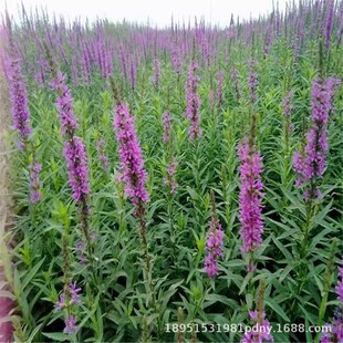 ˮ���ϻ�ˮ��ֲ��ˮ���L܇���S�������������~�ݳ���ͥԺ���̾G��