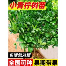 ��ˮ���ʘ����Ժ���С������ۘ�����ڎ����̨����Nֲ������a