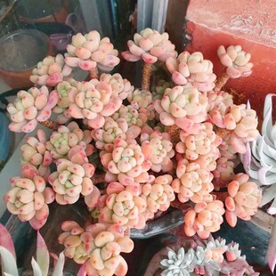 ����ֲ���Ϙ���ߴ����ֱ؂���B��8cm����⻨�ܾGֲ��������