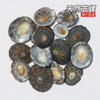 笠螺天然贝壳海螺龟甲贝鱼缸水族造景装饰品diy相框镶嵌材料批发