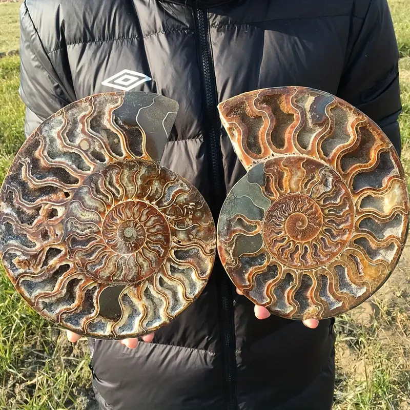 Cross-border Hot-selling Natural Marine Animal Fossil Chrysanthemum Snail Fossil Paleontological Ore Specimen Children's Science Stone