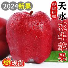 甘肃天水花牛苹果10斤新鲜现摘红蛇粉面果平安果宝宝辅食水果整箱