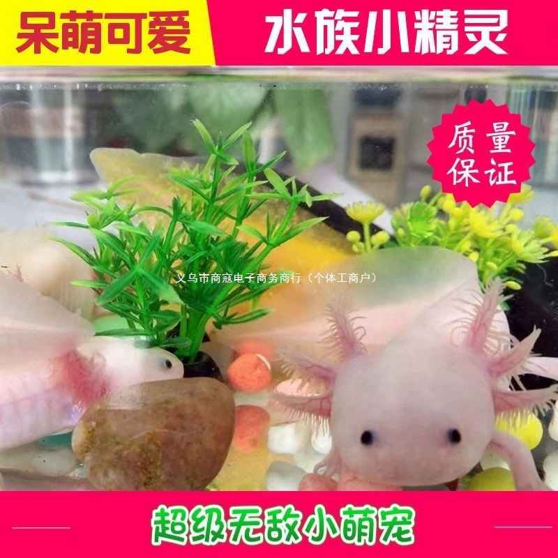 Шестиугольная динозавр-орнамент рыба Golden Fish Dragon Fish Koi холодная вода цветок рыба живая хорошая ленивая русалка бесплатная доставка