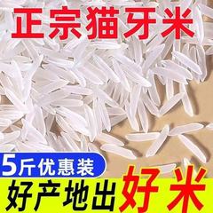 长粒香米正宗猫牙米晚稻新米5斤丝苗米煲仔蛋炒饭籼米油粘新大米