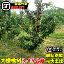 特大车厘子树苗樱桃树带土球地栽庭院盆栽南方北方种植樱桃苗果树
