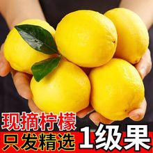 柠檬安岳黄柠檬鲜果鲜薄皮新鲜奶茶店专用非无籽包邮独立站