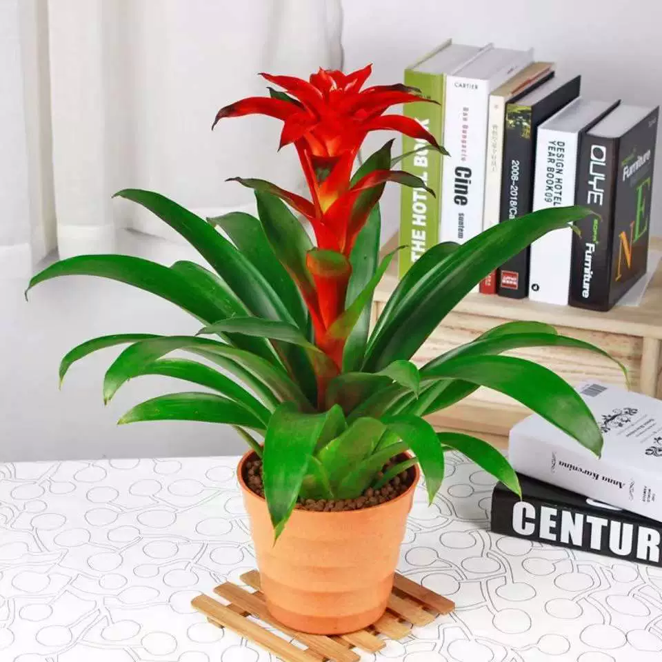 Четырехсезонные растения в горшках удачи в офисе, красные сердечки, цветы и зеленые растения, балкон, гостиная, большие и легко выращиваемые ананасы