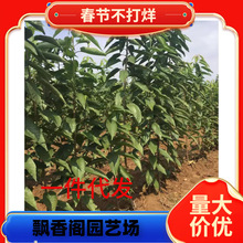 �Ї��������ϱ���ͥԺ���ԷNֲ����Ҙ��̨���Լ޽Ӱ�������Y��