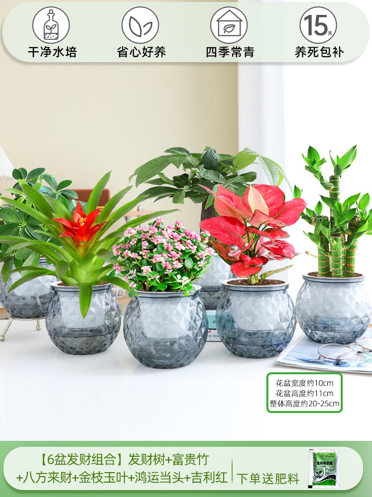 [6 화분 행운 조합] 돈나무 + 행운의 대나무 + 사방에서 오는 부 + 금가지와 옥잎 + 행운 + 상서로운 빨간색