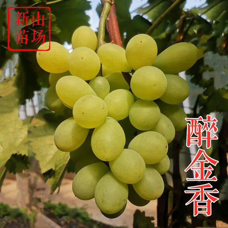 [Пьяные виноградные саженцы Golden Fragrance] Сочные и легко очищаемые, европейские и американские сорта устойчивы и легко выращиваются. Саженцы винограда Golden Fragrance № 1.