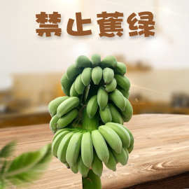 【禁止蕉绿】广西小米蕉带杆 代发2/6斤整片盆栽绿植香蕉观赏水果