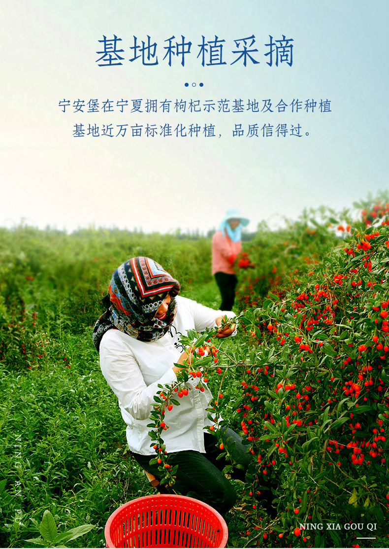 Premium Ningxia Goji Berries Gou Qi Zi Dried Wolfberry Fruit for Tea Soup Congee 100g in use