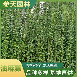 ������ �����ٷNֲ���� �߶�80cm��200cm �ٱ�ֱ���Gֲ ���Ի���