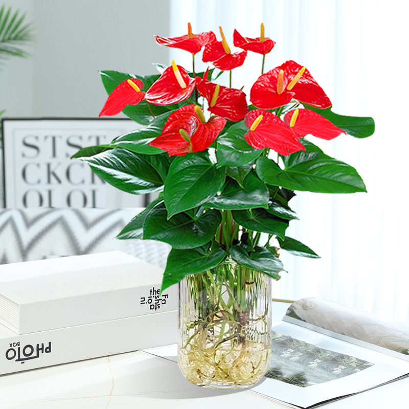 [인터넷 연예인 수경재배 모델] 프리미엄 안스리움 + [U자형 유리병] + 영양액