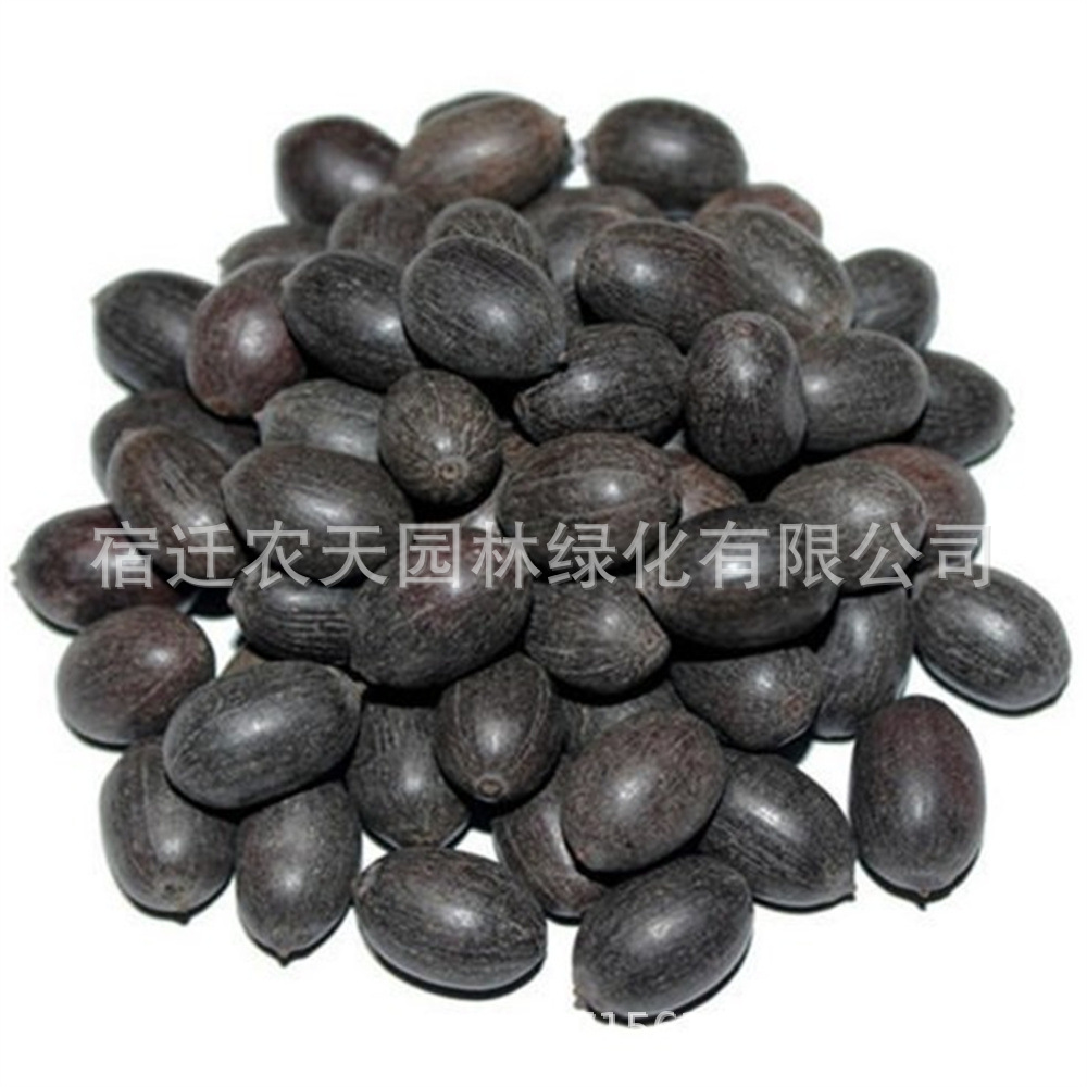 菜莲种子开口莲子荷花种子睡莲种子水培种子四季种水养非碗莲种子