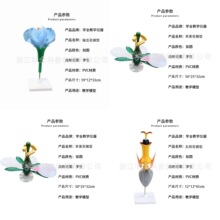 ��������ģ�ͽ̌W��ʾ�̾� �������ģ�� ֲ��ģ�� ����̌W�x��