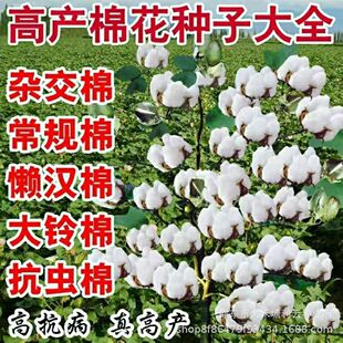 �߮a�G�޻��N�Ӹ߮a�Нhǧ��������Nֲ���x�������ز�Нh�޻���