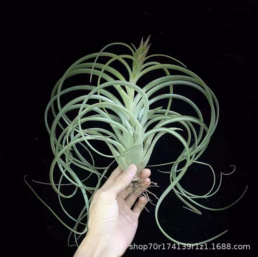 Завод прямых воздуха Тилан завод без ушей воздуха Тилан Закат (Медуза Бейли оптом