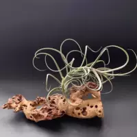Корзина цветов Usnea X tree Monkey, Usnea Monkey, Wonga, австралийская голубя, ароматный цветок, воздух, ананас, беспочвенное растение Tillandsia