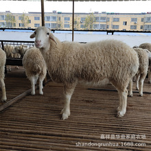 Сβĸ̥d СβN СβBֳ