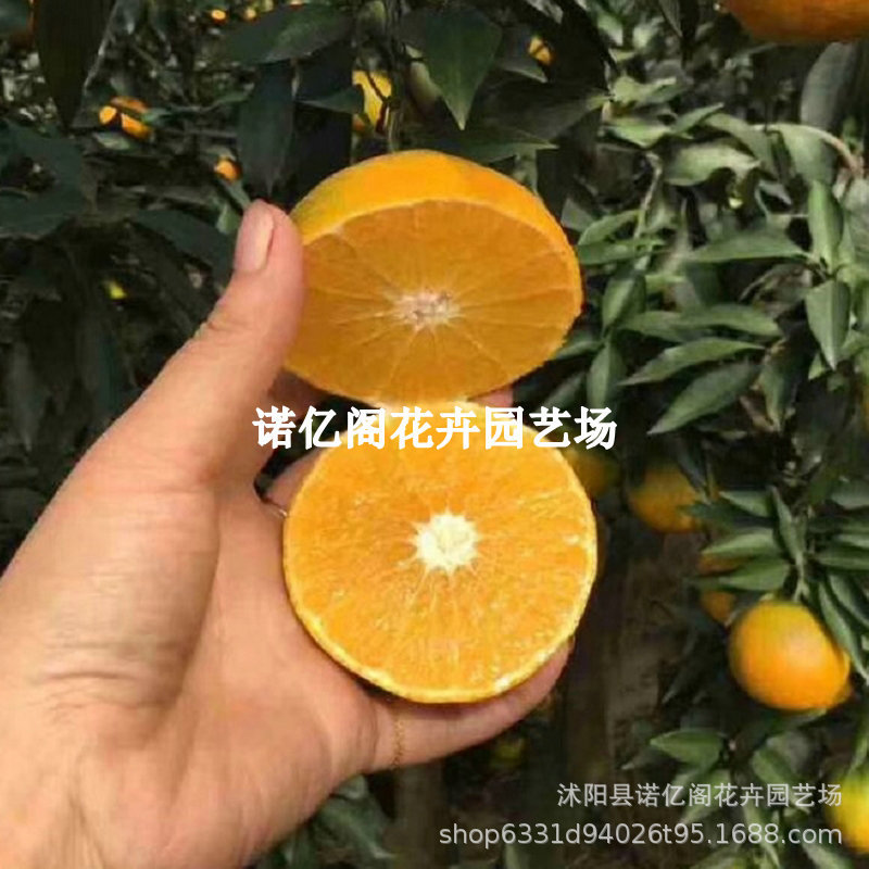 眉山爱媛38号果冻橙树苗当季新鲜橙子水果现摘手剥爆汁无核橙果树