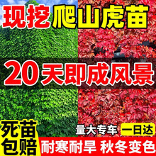 ��ɽ����ֲ��������Ԯ���������ٴ����߲����ͥԺ�ͺ��ļ�