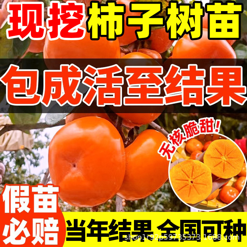 柿子树苗果树苗南北方耐寒甜柿子火晶柿当年结果庭院地栽嫁接果树