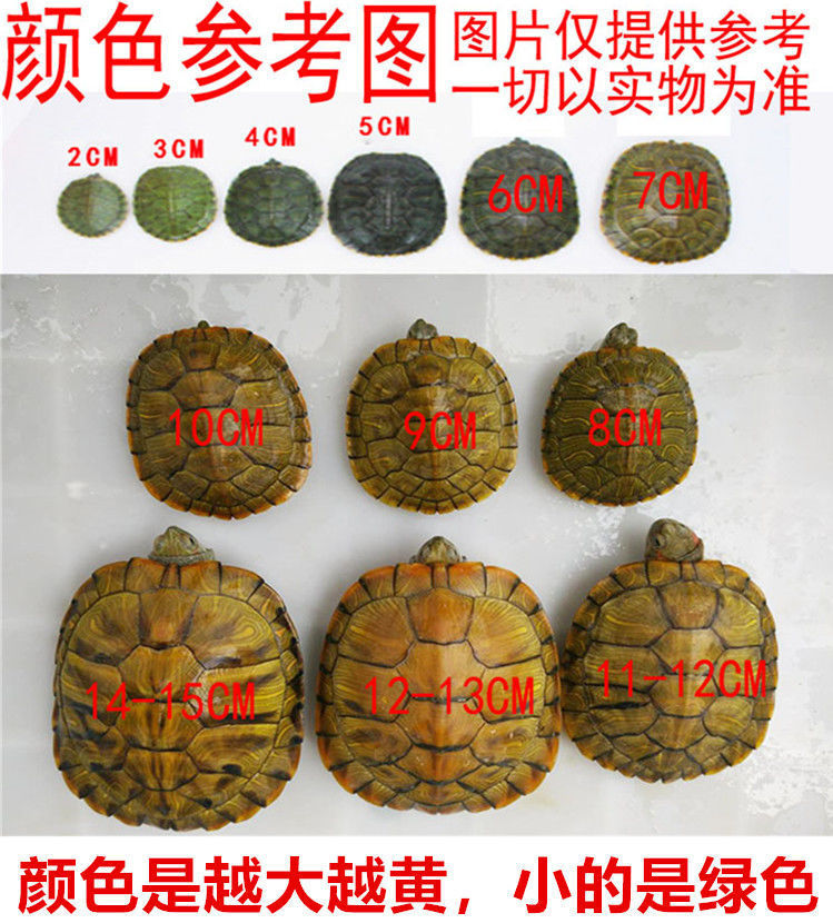 乌龟活物巴西龟情侣黄金龟仔宠物观赏适合家养的金钱活体小乌龟苗-阿里巴巴