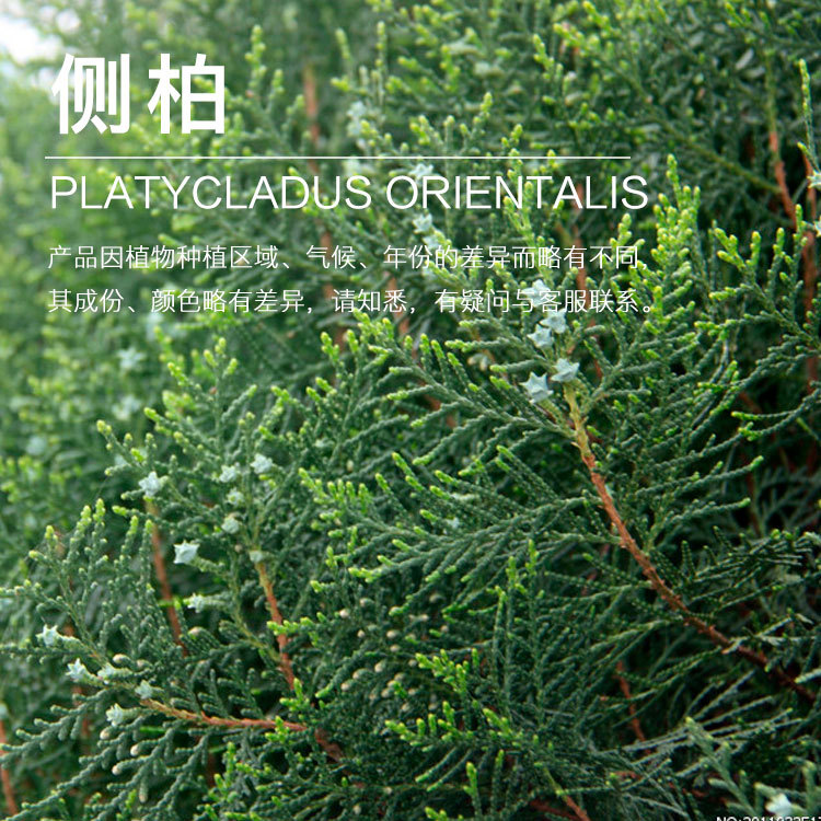 ��Ӧ��ؾ��� ������ȡ�����  ����ֲ������������ӭ��ѯ�ɹ�