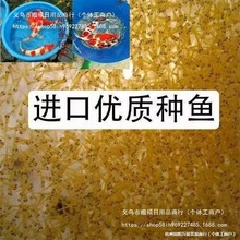 锦鲤水花鱼苗纯种日本红白昭和大正三色绯写观赏鱼淡水锦鲤小金鱼