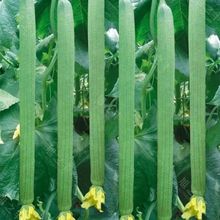超长香丝瓜种子 春季夏季秋季早熟无筋丝瓜种籽巨型12号丝瓜种子