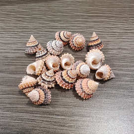 天然贝壳海螺金塔玉黍螺寄居蟹替换手工DIY材料鱼缸水族造景装饰