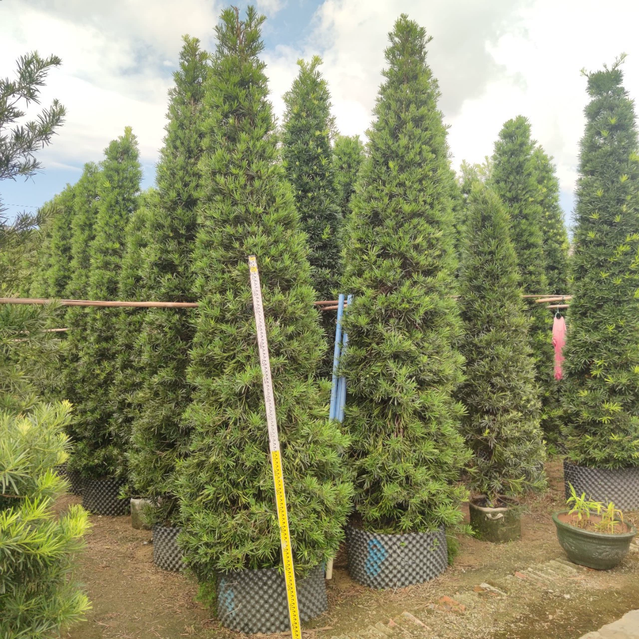 2308 питомник поставляет башенный тип сосны Luo Han 3-4 метра зеленого ландшафтного моделирования виллы с живой изгородью во дворе