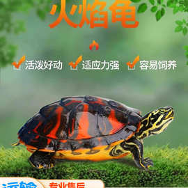 火焰龟深水龟冷水鱼龟混养小乌龟活物小宠物黄耳龟适合家启梅商行