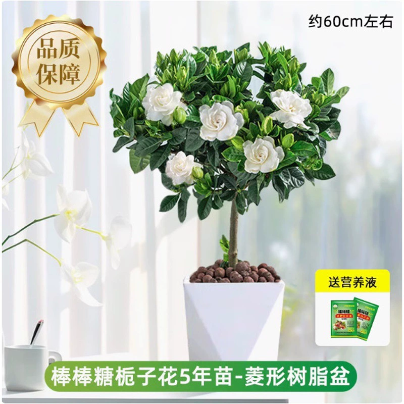 Одностебельное растение гардении в горшке цветет в любое время года, комнатное гидропонное цветочное растение, большой лист, старый сучок с цветочным бутоном, саженец зеленого растения.