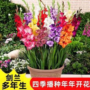 Gladiolus Fragrant Bulb Garden Seeds Gladiolus Lazy Potted Florals Four-Season Planting Perennial Florals