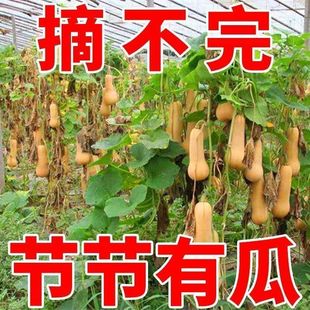 ���������ϹϷN��һ���ļ��Nֲ���＾��Ŵ�������Ϲ��Ϲ�Ʒ�N��ȫ