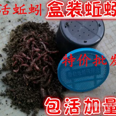 批发养殖蚯蚓鱼饵红蛆虫活饵 鸟食 乌龟食 渔具 钓鱼蚯蚓活体盒装