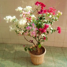 ذ÷玧l؛̨҃Ϙ^Gֲ