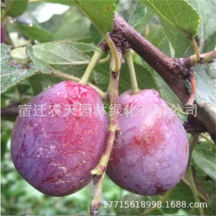�������y�����A�����t�����Ә������������������Nֲ����Y��
