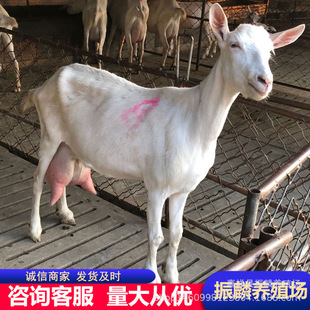 ����һֻ�a�̮a�̵����Bֳ���������N�_����ɽ�����