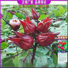 ���t��K�N�ӡ�ʳ�����񻨷N�� õ���ѹ����ݲ�N���׷N����